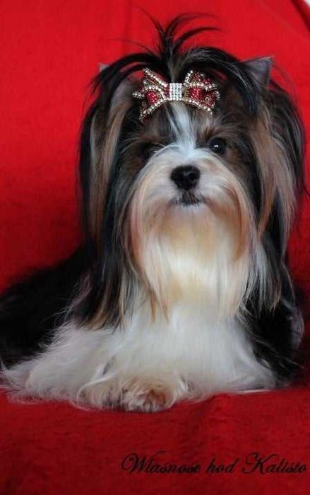 Biewer Yorkshire Terrier Piesek S