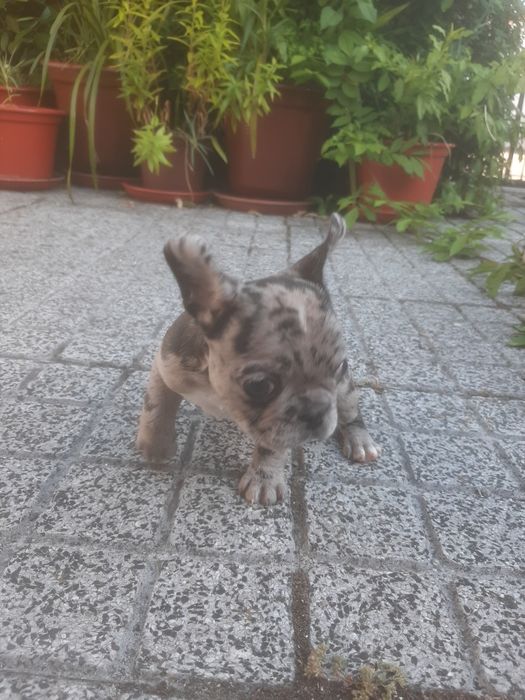 Buldog Francês blue Merlle