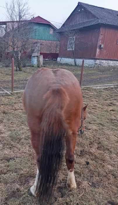 Продам добру кобилу