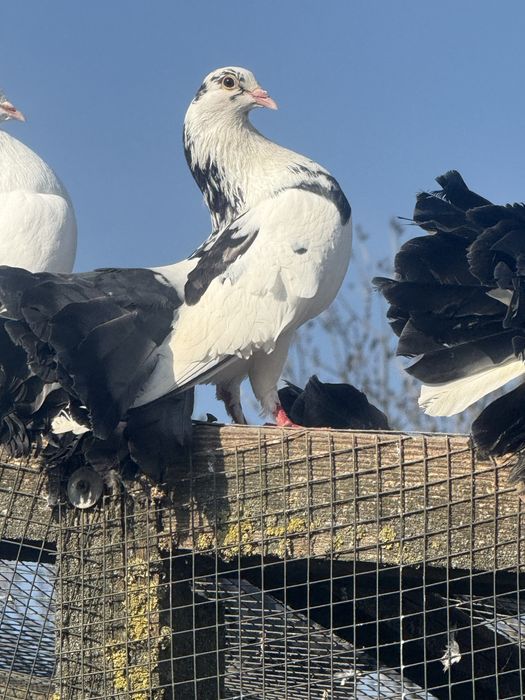 Pawik ,pawiki  ,samce i samice