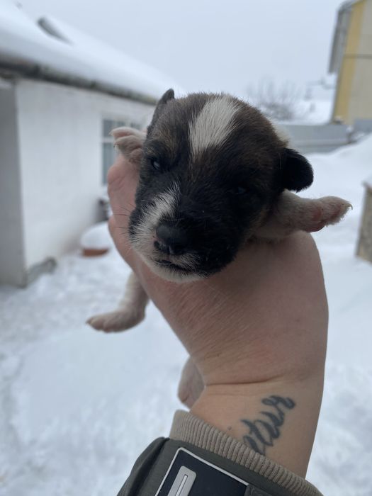 Фокстерєри дуже гарні друзі і охотніки дуже добре ладять з дітками