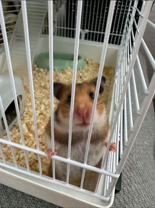 Oddam małe chomiki syryjskie w dobre ręce – Adopcja (Za darmo)