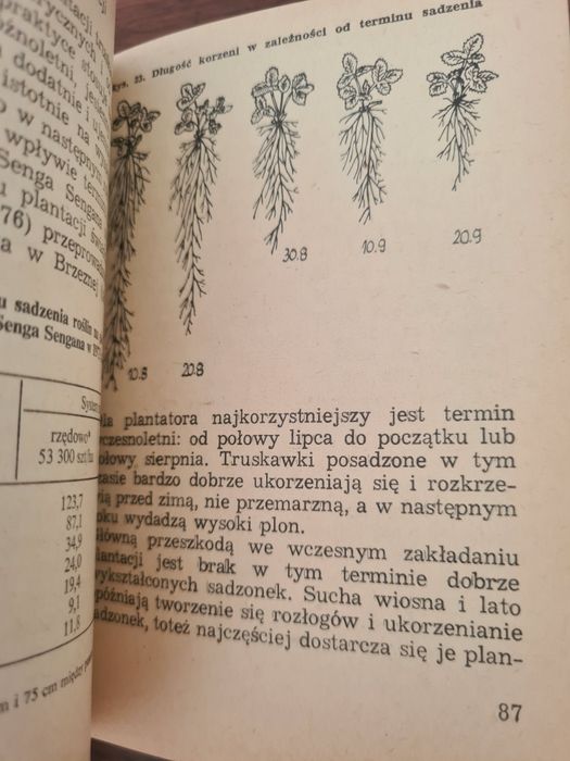 Truskawki i poziomki - Zofia Rebandel. Książka