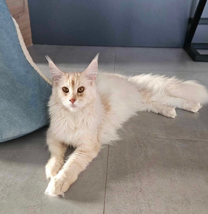 Maine coon  linia shaded