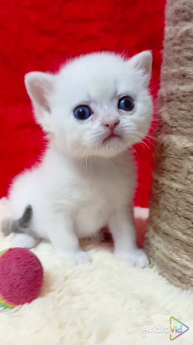 Очень ручной малыш. Золотая шиншилла поинт с голубыми глазами