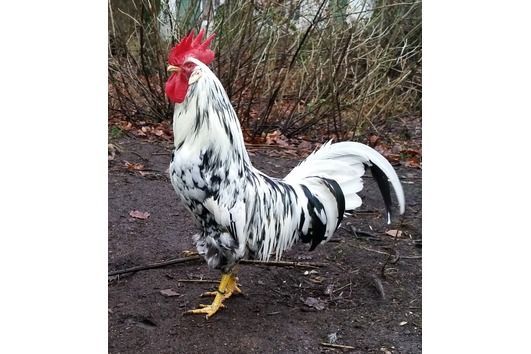 Леггорн далматинец порода кур фото Леггорн далматинец порода кур фото