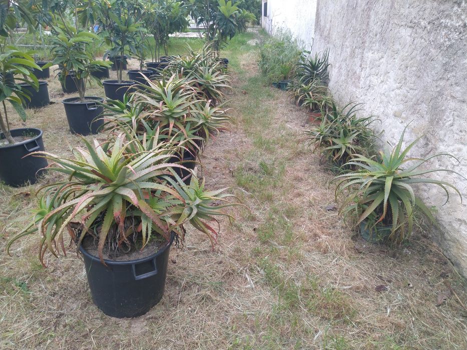 Aloés Prontas A Produzir