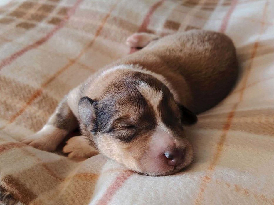 Dostępny śliczny piesek Owczarek Szkocki Długowłosy