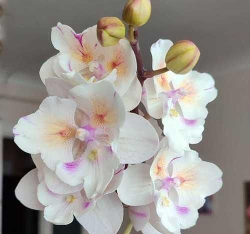 Леко  - Фантастик,Попкорн орхидея