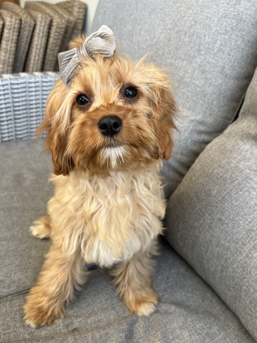 Cudowna suczka cavapoo gotowa do odbioru