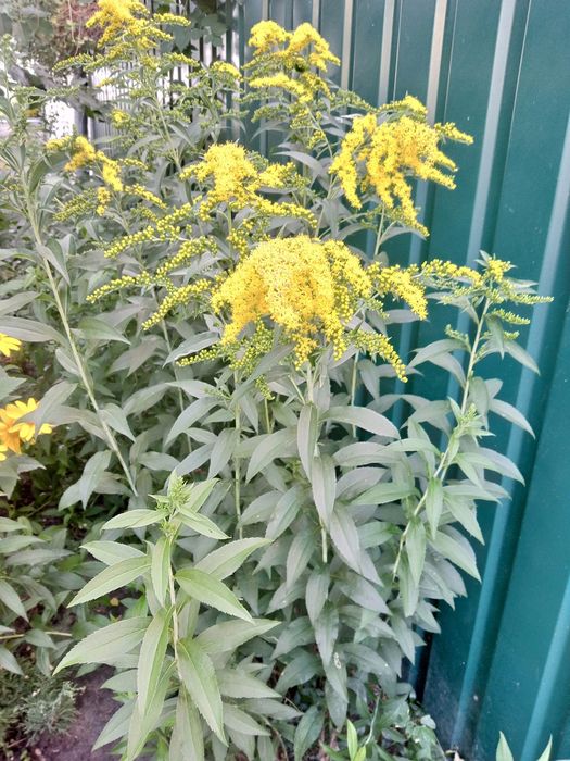 Продам цветы садовые