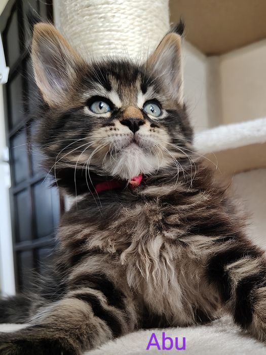 Abu kocurek Maine Coon FPL/Fife N/N