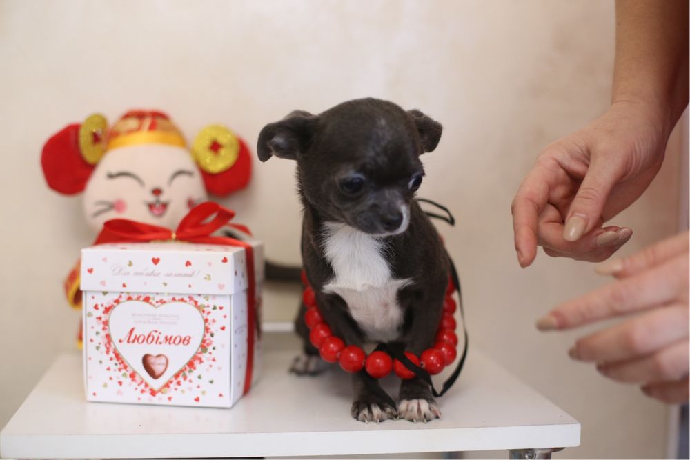 Голубая девочка чихуа стандарт