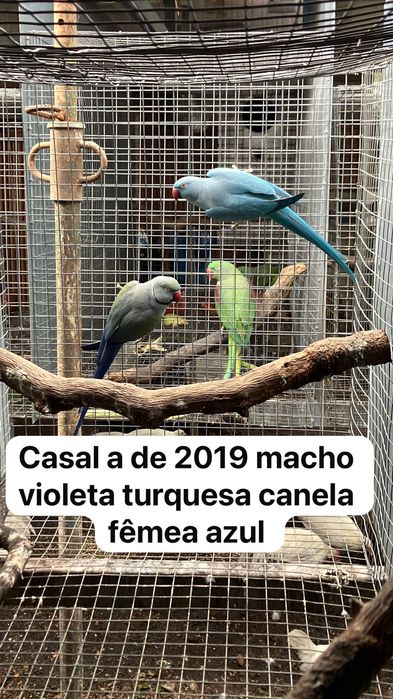 Ring necks 2022 e 2019