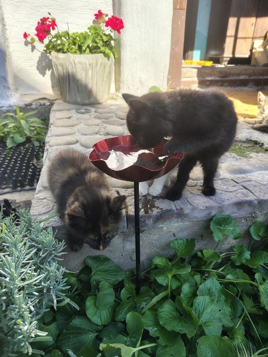 віддам кошенят а добрі руки