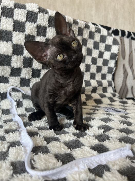Красуня Девон Рекс /Devon Rex