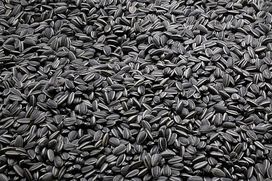 4,5kg Słonecznik czarny nie łuskany ziarno na zimę karmnik dla ptaków