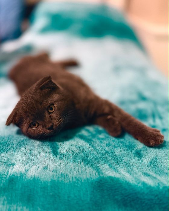 Fêmea Scottish fold blue