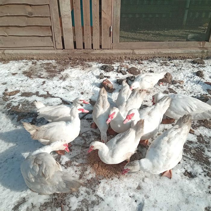 Продам мускусную утку