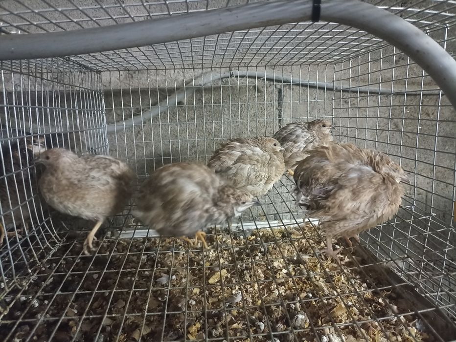 Codornizes da China e outras