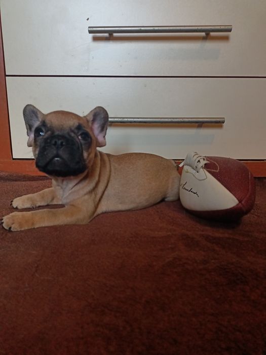 Buldog francuski piesek