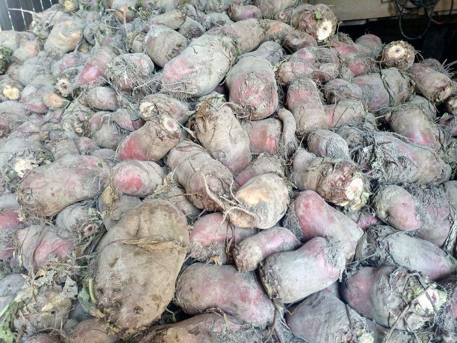 Buraki pastewne czerwone