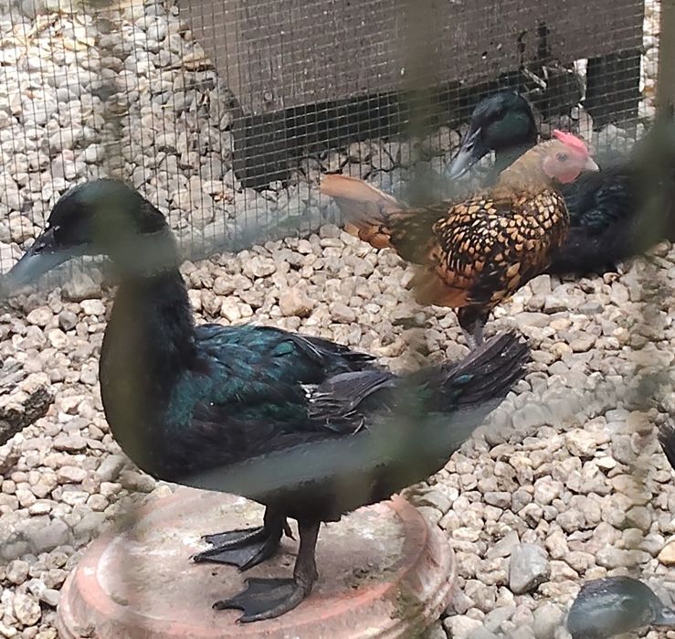 Patos cayuga jovens e adultos