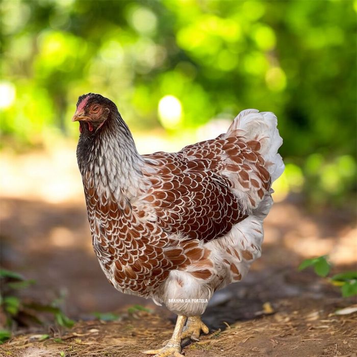 WYANDOTTE SPLASH ( OVOS )