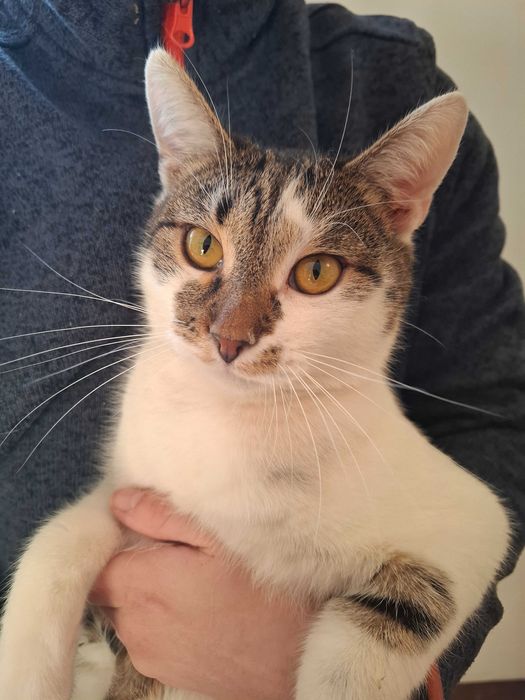 Enzo bardzo potrzebuje domu