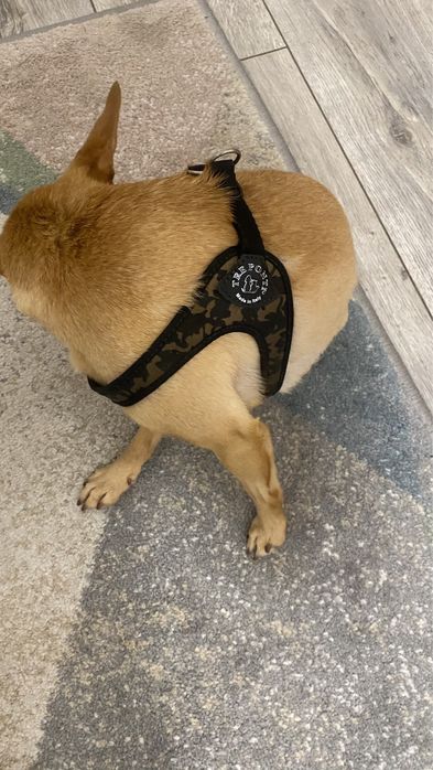 Шлейка для собаки