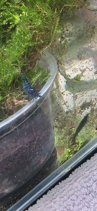 Neocaridina Blue Dream - High Grade.