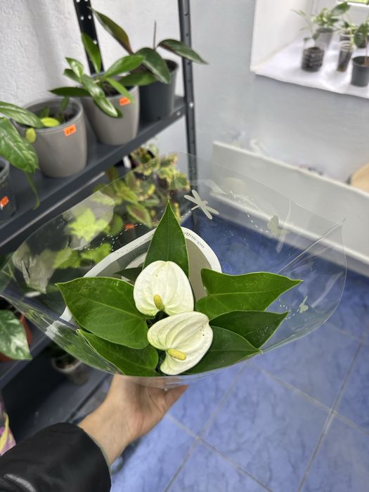 Антуріуми кімнатні квіти