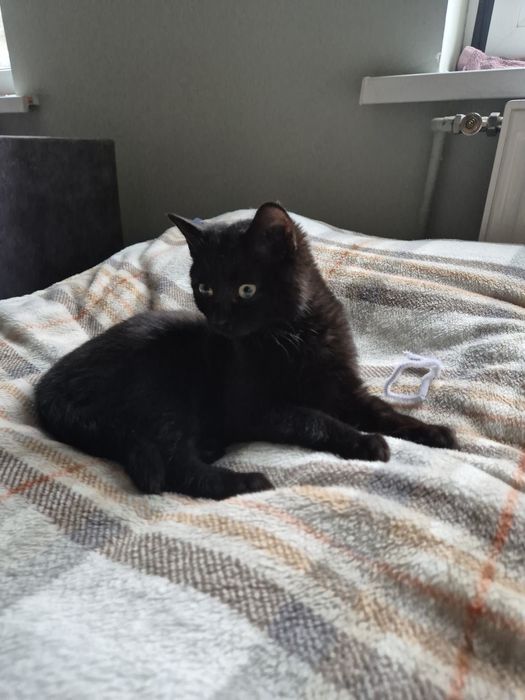 Kotka ok 4 miesiące