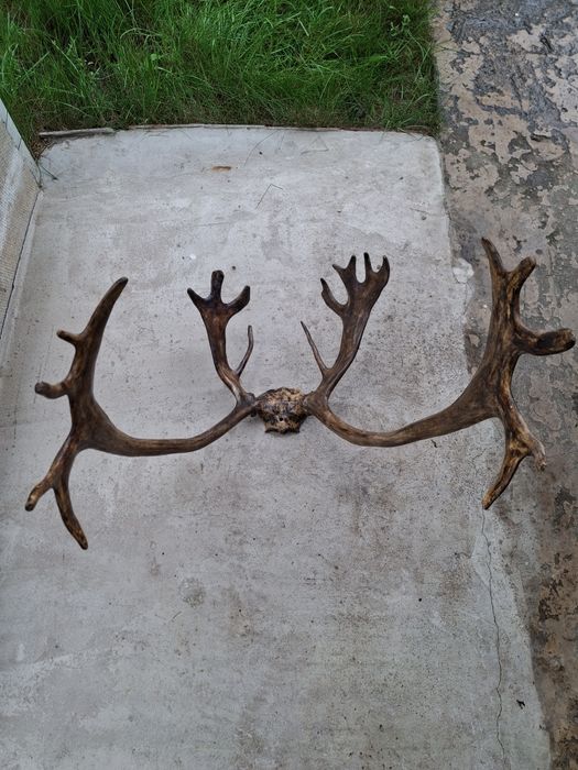 Рога  оленя чи лося