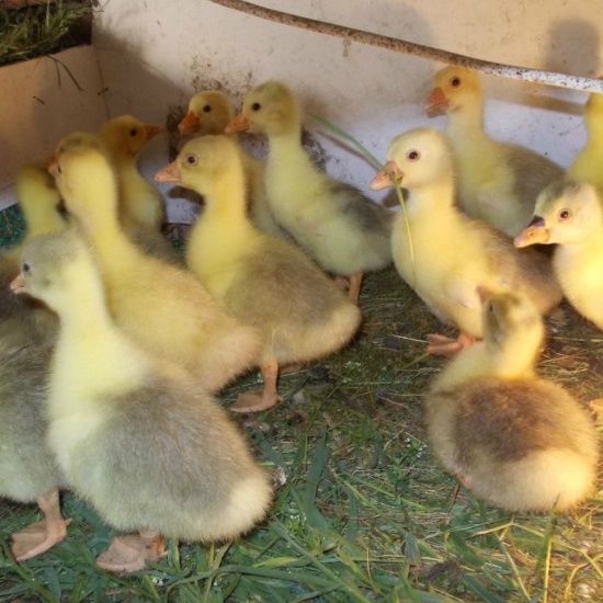 Яйце інкубаційне