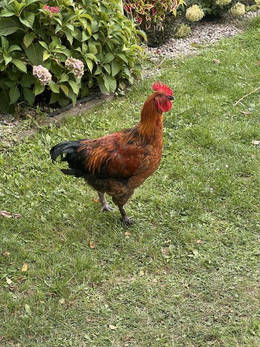 Mlody kogut marans