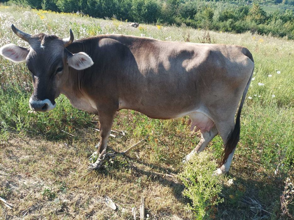 Продам первістку