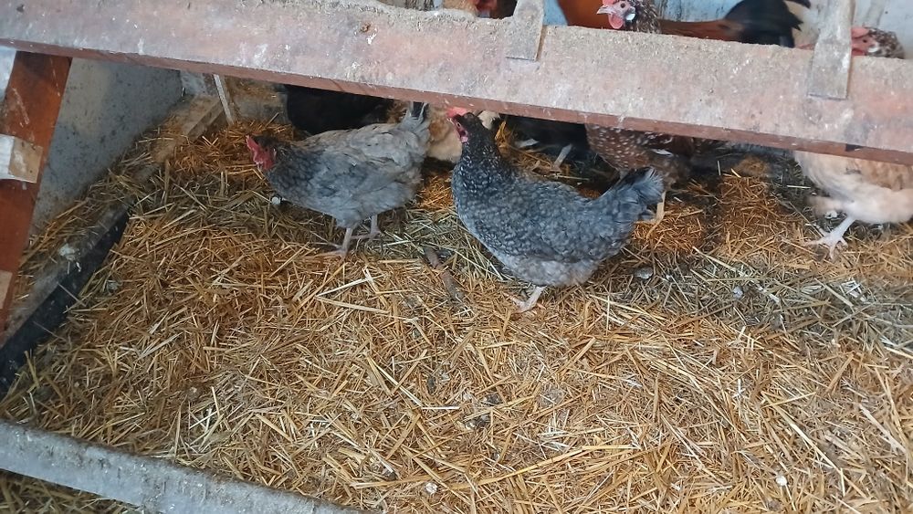 Kury nioski  czubatki