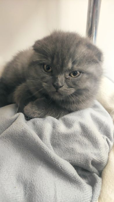 Шотландский красавчик