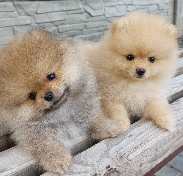 В'язка померанський шпіц