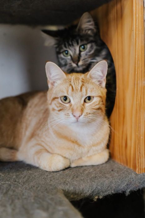 Flan para adoção responsável