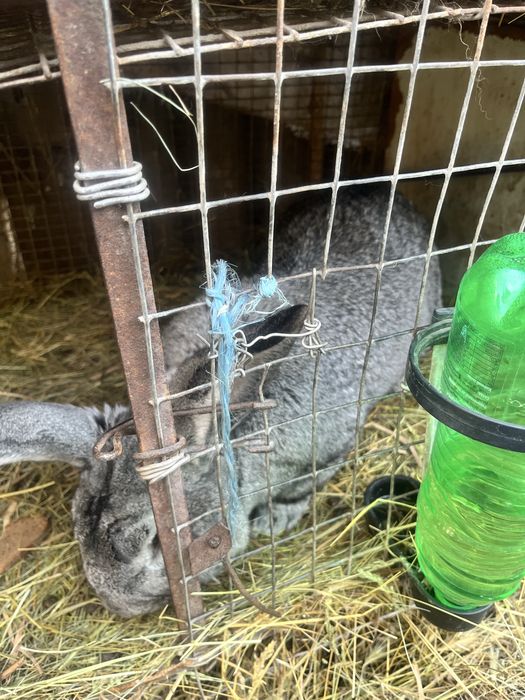 Кролик серый великан