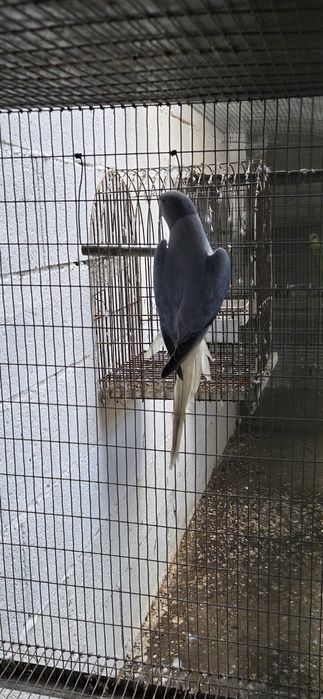 Ring violeta opalina cc