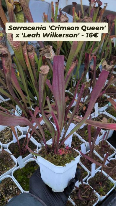 Plantas carnívoras - várias espécies