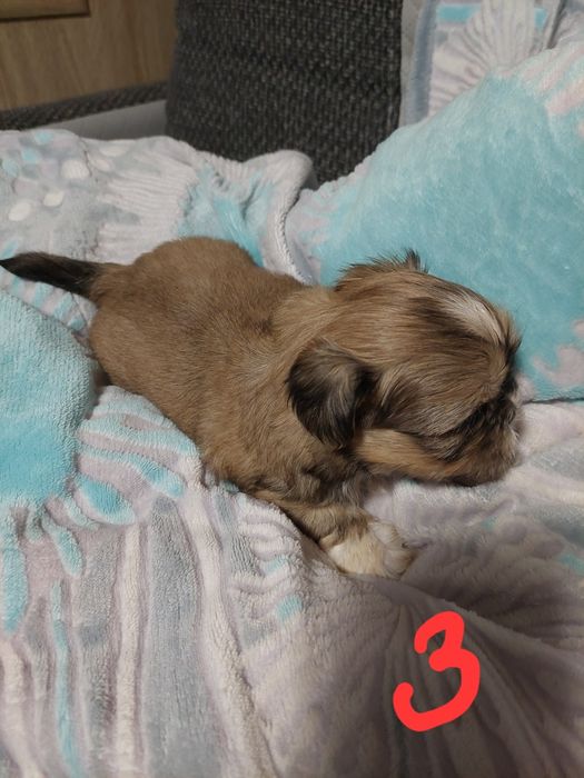Pieski rasy shih tzu