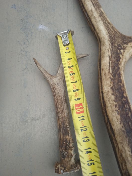 sprzedam widoczne poroże