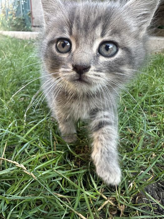 Котики і киці безкоштовно