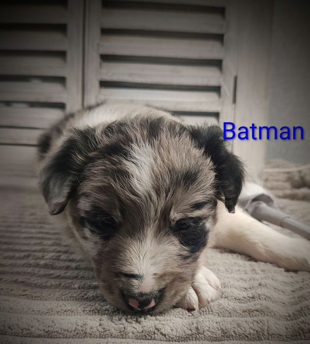 Border collie piesek Blue merle przebadani rodzice