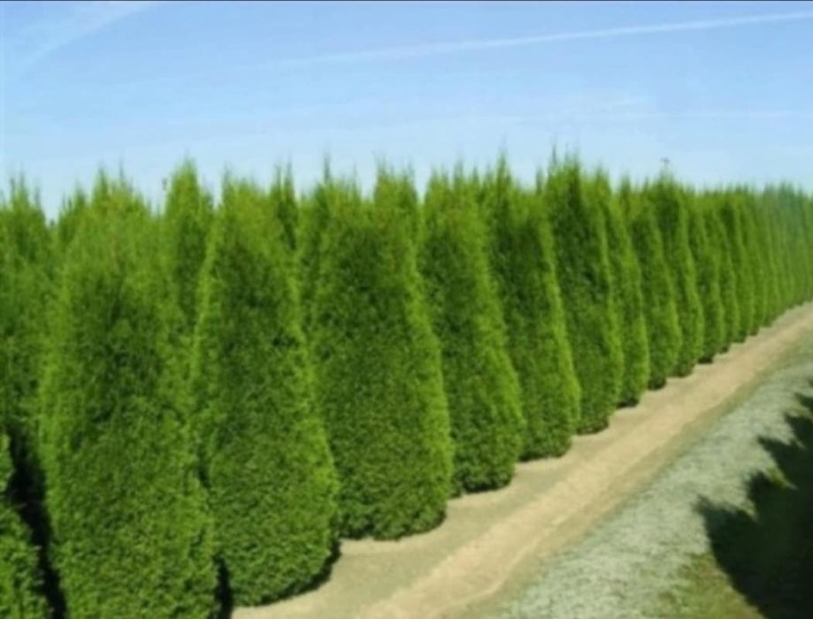 Tuja szmaragd sadzonki +-30cm #p6