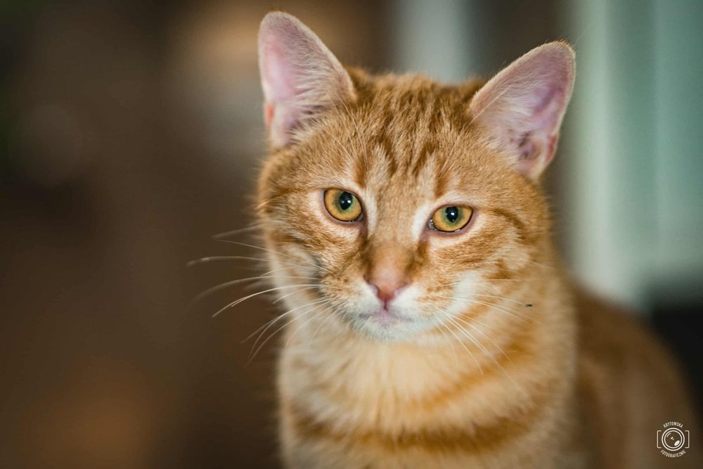 Piekny chlopak szuka domu